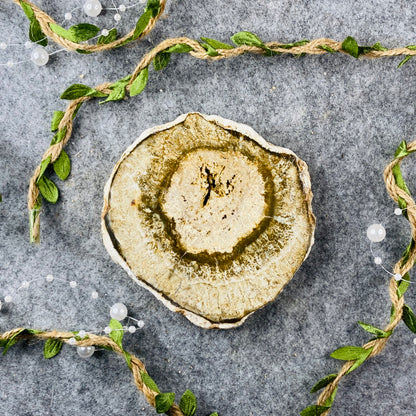 Petrified Wood - Slice