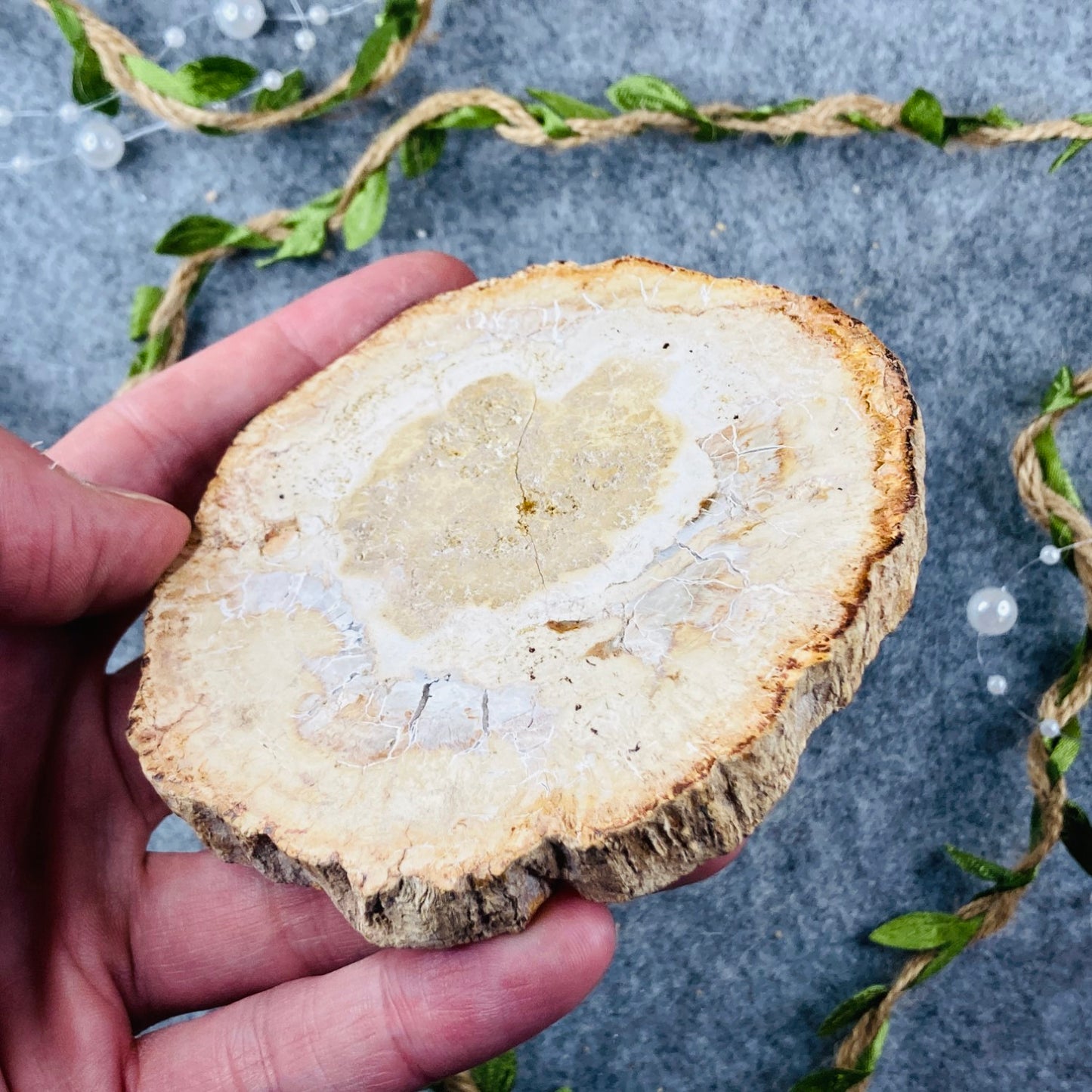 Petrified Wood - Slice