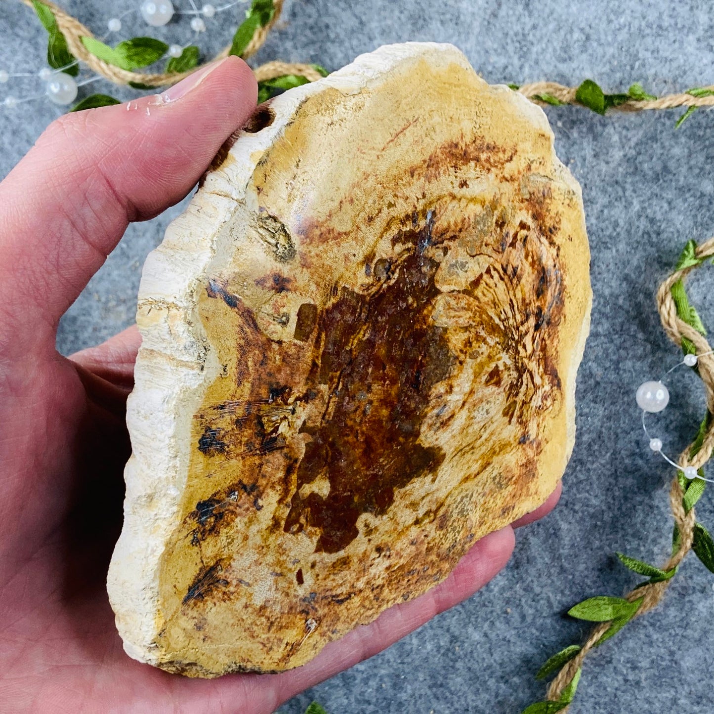 Petrified Wood - Slice